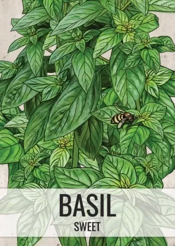 Sweet Basil Herb Seeds For Planting (Ocimum basilicum)