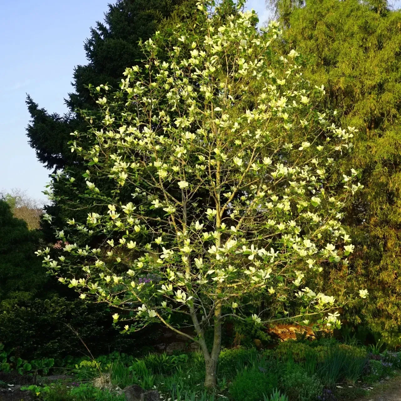 sweet-bay-magnolia Sweet Bay Magnolia