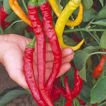 sweet-cayenne-pepper Sweet Cayenne Pepper