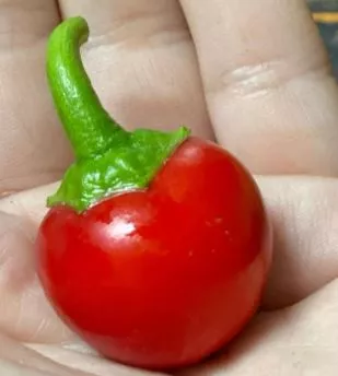 sweet-cherry-pepper Sweet Cherry Pepper