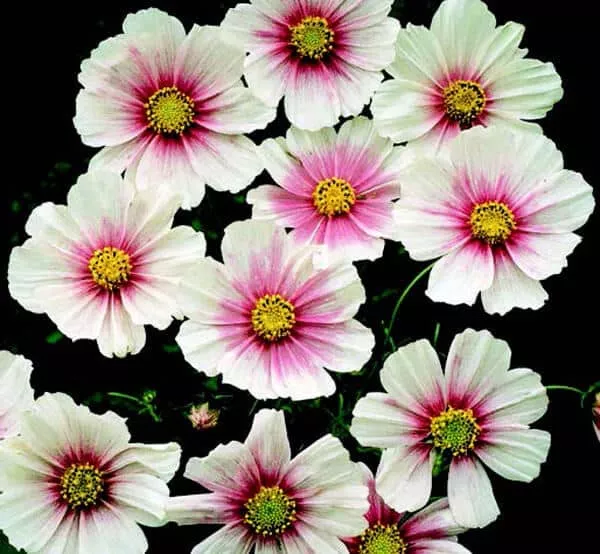 sweet-dreams-cosmos-seeds Sweet Dreams Cosmos Seeds