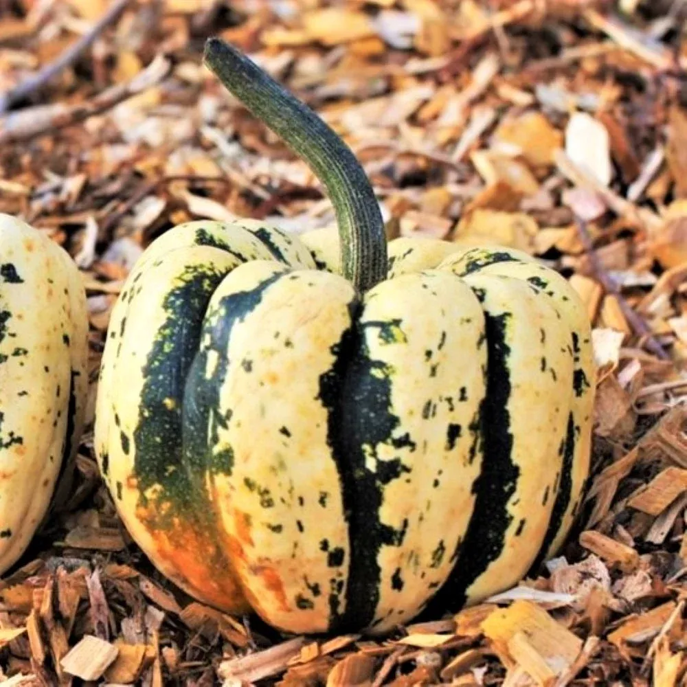 Sweet Dumpling Squash