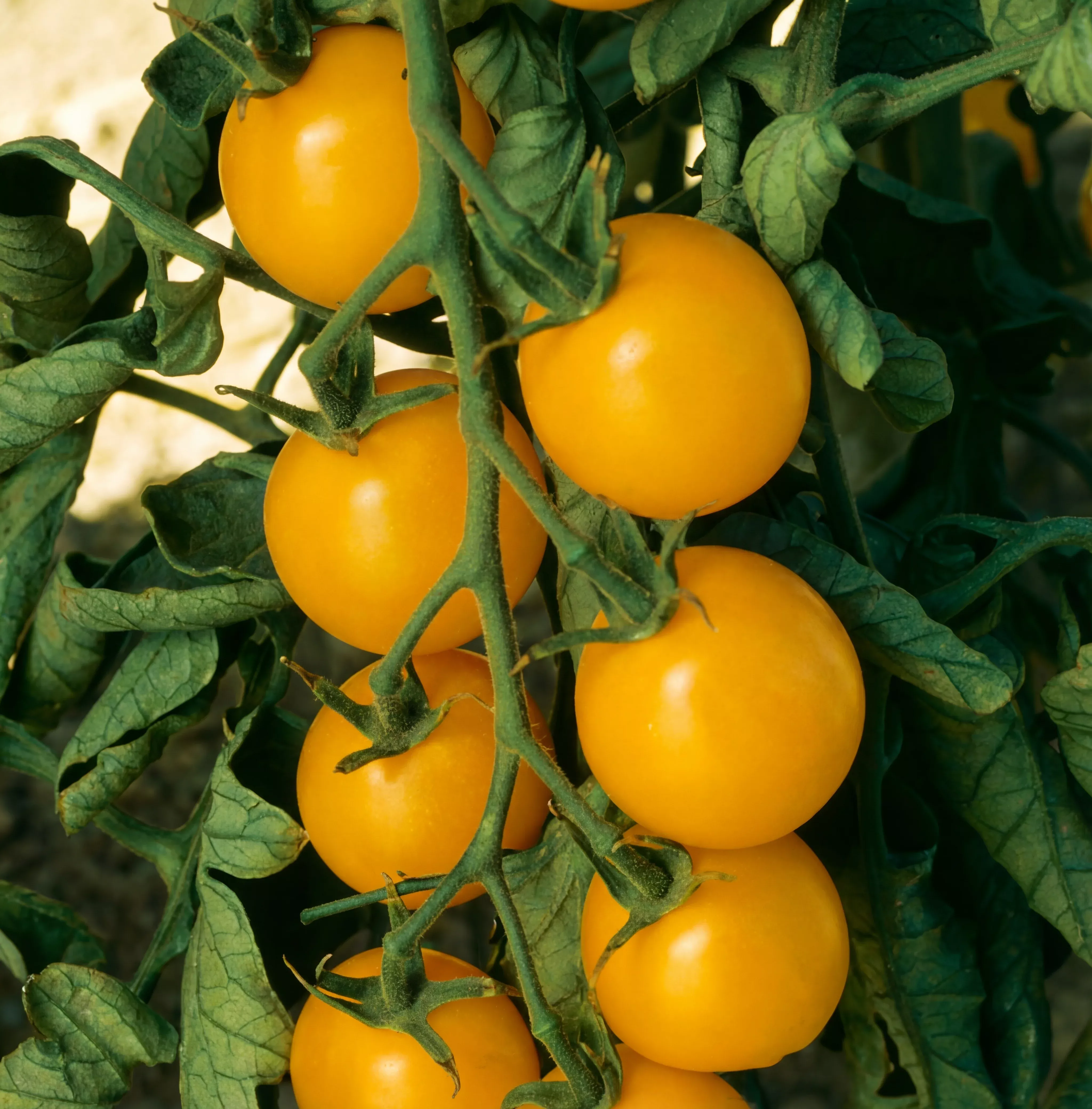 sweet-gold-tomato-seeds Sweet Gold Tomato Seeds