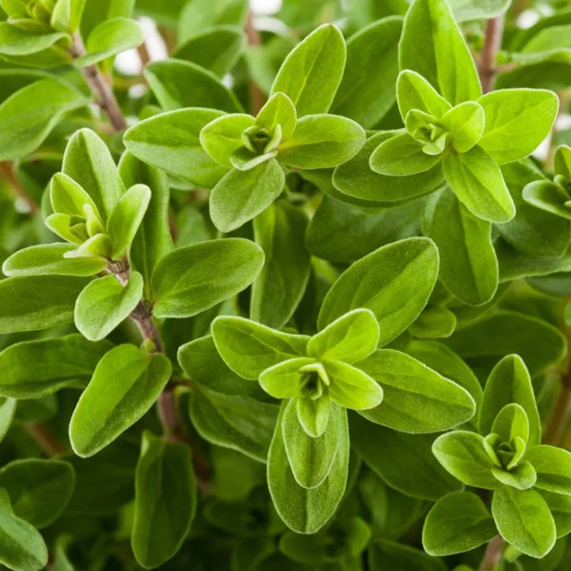 Sweet Marjoram