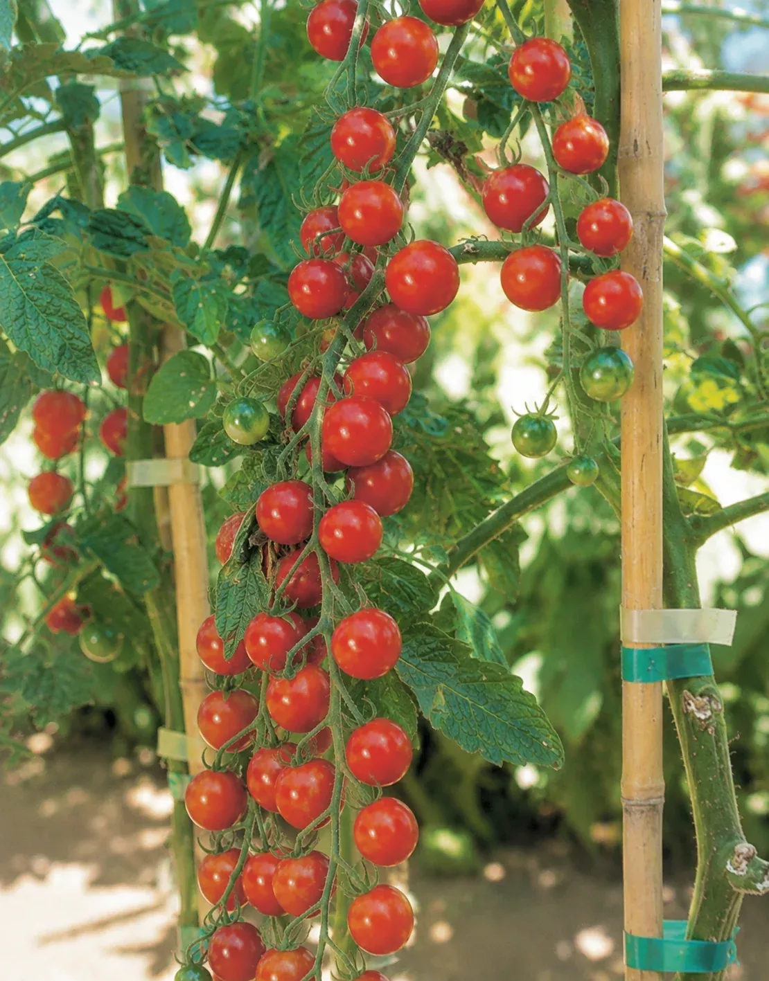sweet-million-hybrid-tomato-seeds Sweet Million Hybrid Tomato Seeds