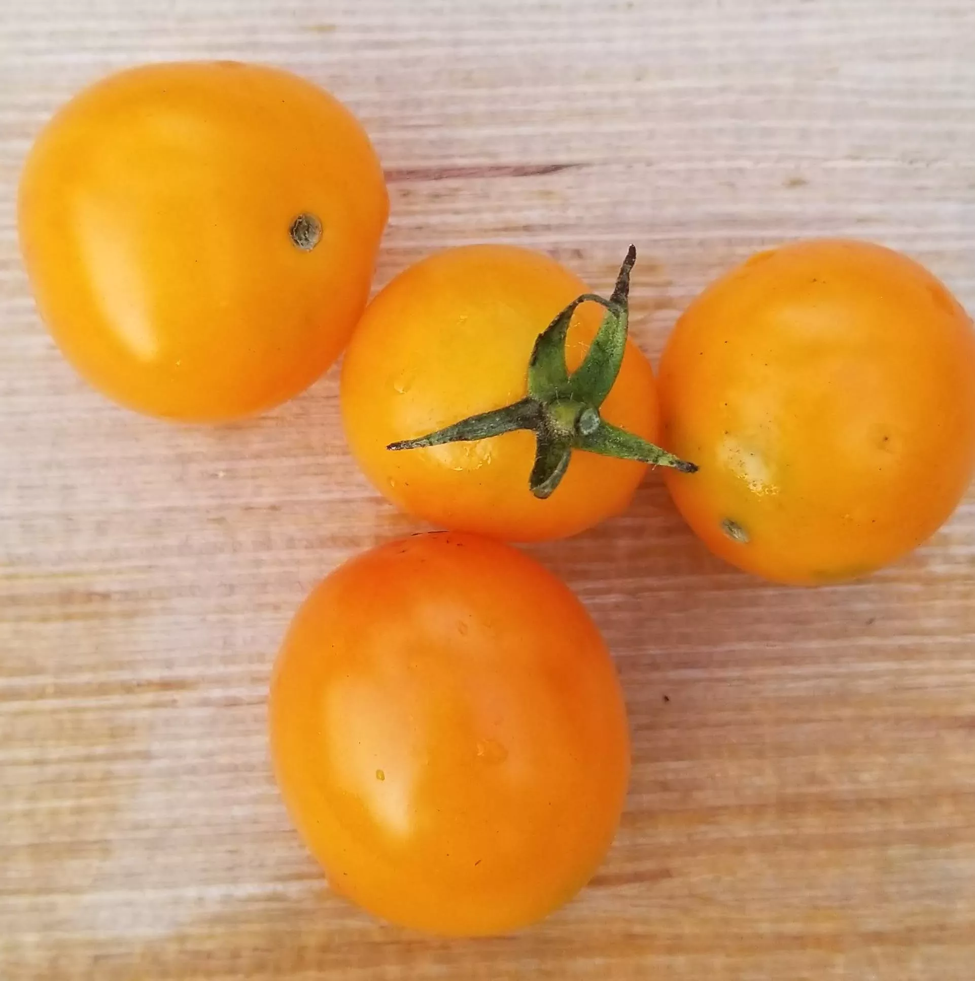 sweet-orange-tomato Sweet Orange Tomato