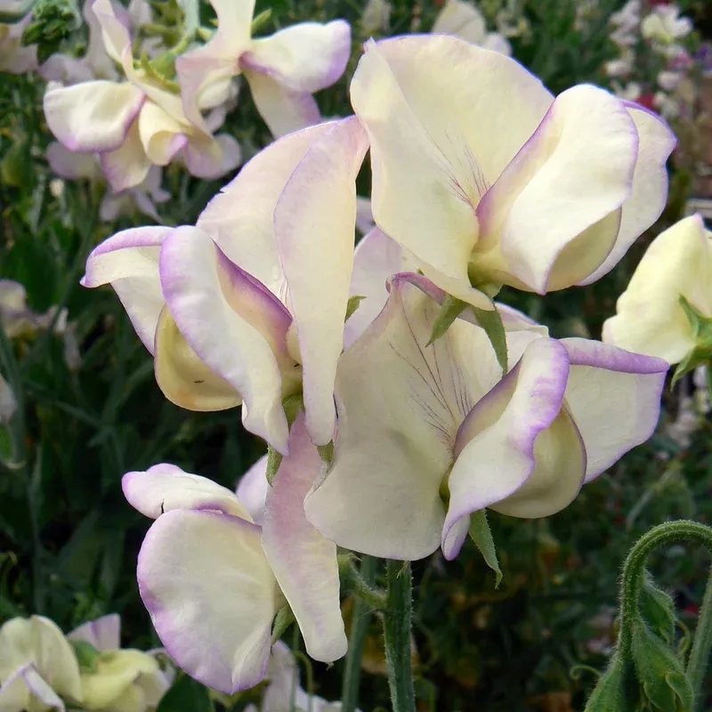 Sweet Pea - High Scent