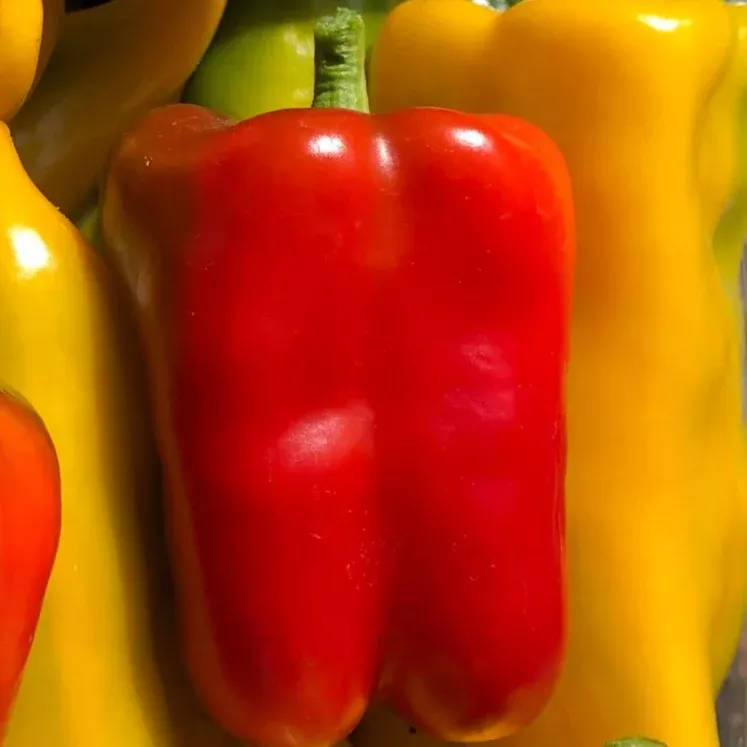 sweet-pepper-ace-bell-red-pepper Sweet Pepper: Ace Bell Red Pepper