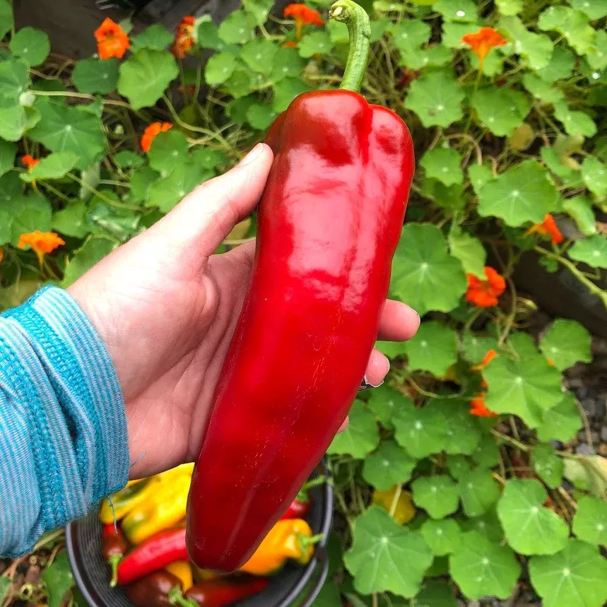 sweet-pepper-carmen Sweet Pepper: Carmen
