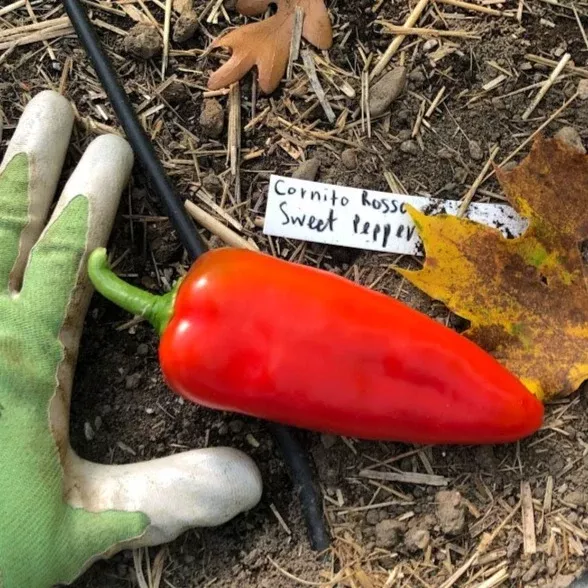 sweet-pepper-cornito-rosso Sweet Pepper: Cornito Rosso