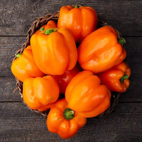 sweet-pepper-cubo-orange-bell Sweet Pepper: Cubo Orange Bell