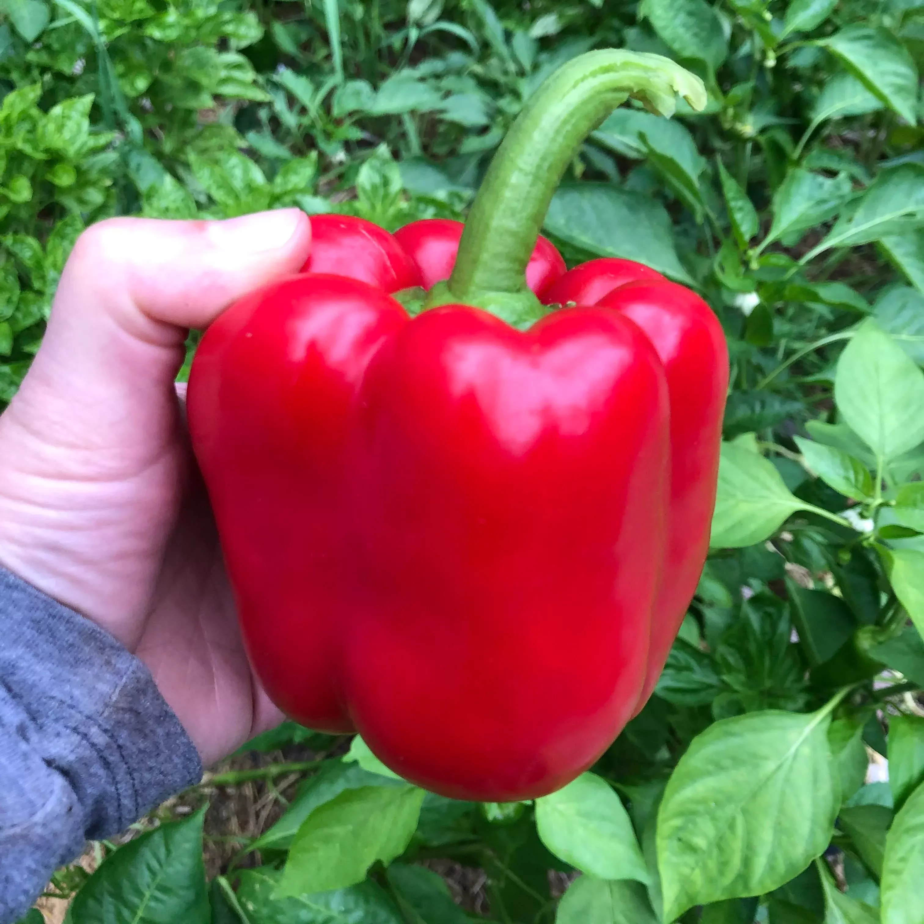 sweet-pepper-king-north Sweet Pepper: King of the North