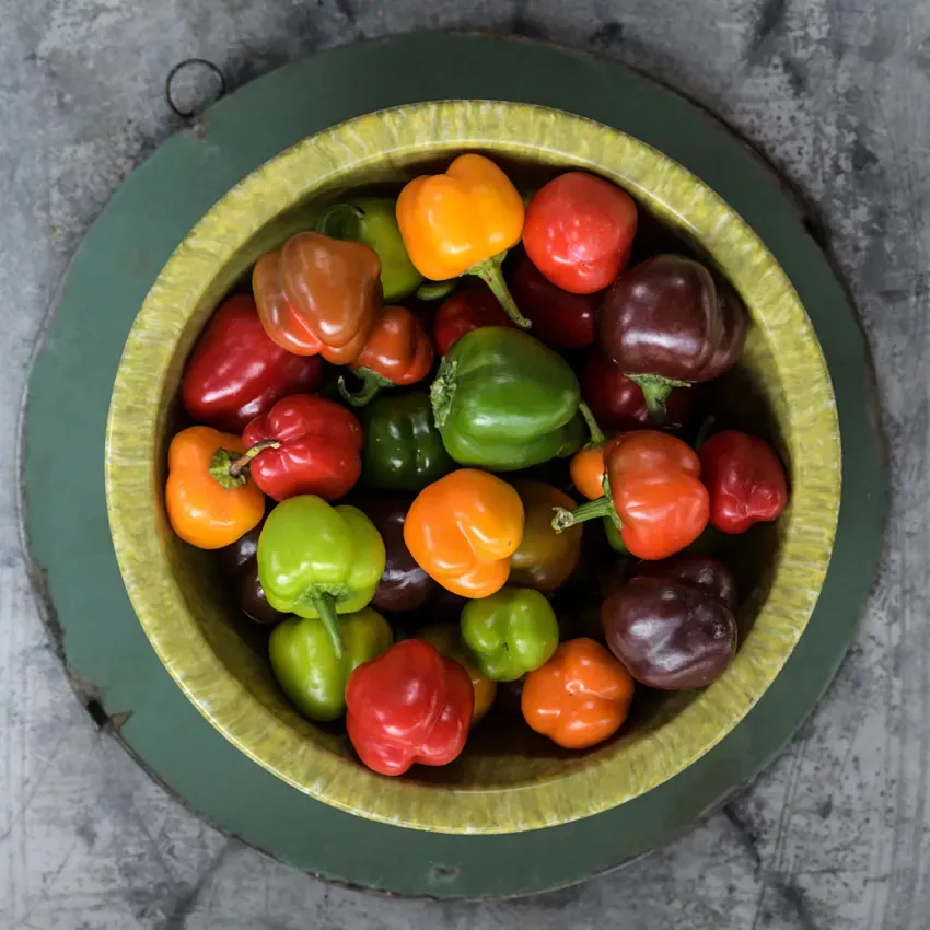 sweet-pepper-mini-bell-mix Sweet Pepper: Mini Bell Mix