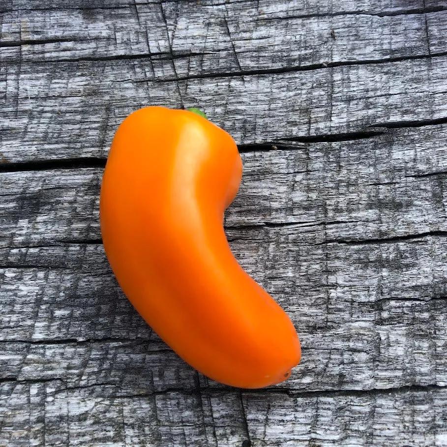 sweet-pepper-picnic-orange Sweet Pepper: Picnic Orange