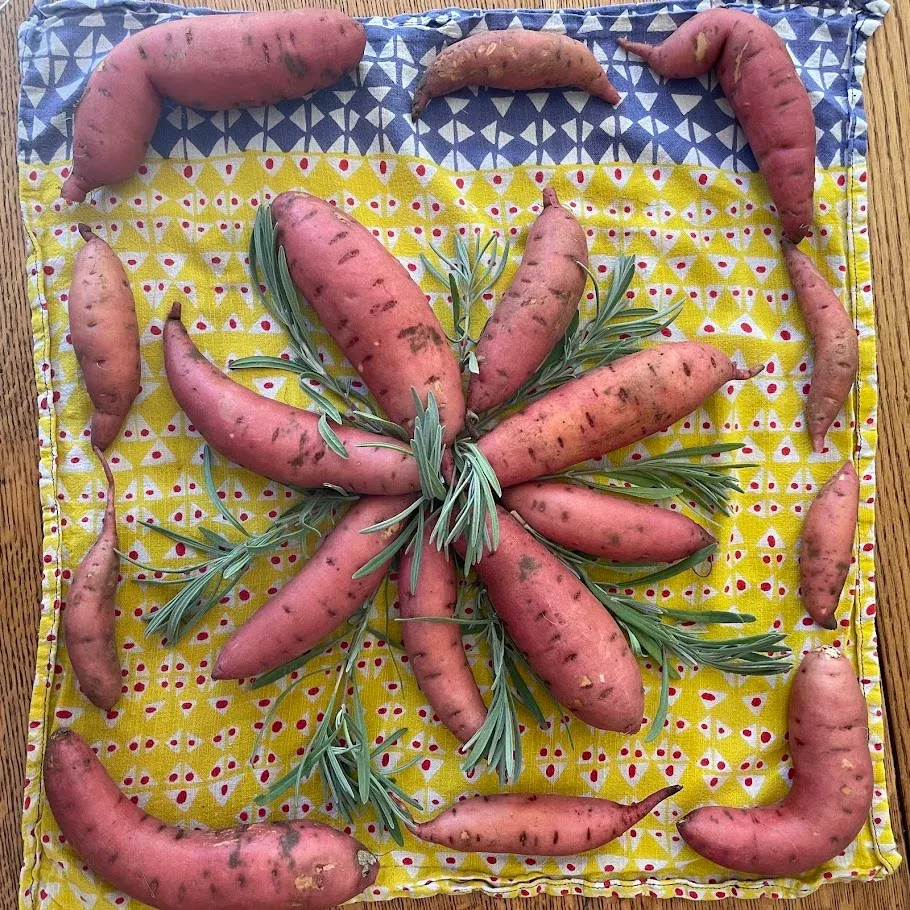 sweet-potato-slips-convington Sweet Potato Slips (Convington)