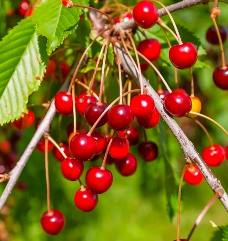 sweet-red-cherry-tree Sweet Red Cherry Tree