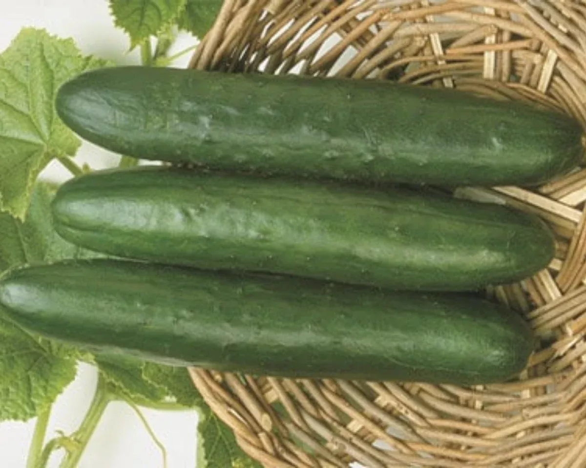 sweet-slice-hybrid-cucumber-seeds Sweet Slice Hybrid Cucumber Seeds