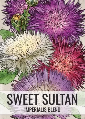 sweet-sultan-imperialis-mixture-amberboa-moschata Sweet Sultan, Imperialis Mixture (Amberboa moschata)