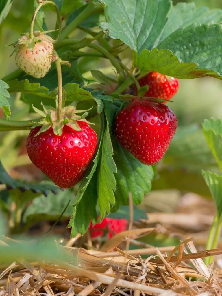sweet-sunrise-strawberry Sweet Sunrise Strawberry