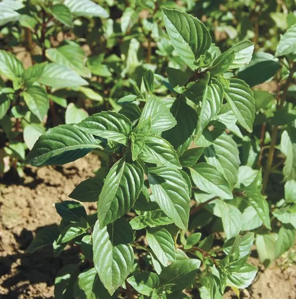 sweet-thai-basil Sweet Thai Basil