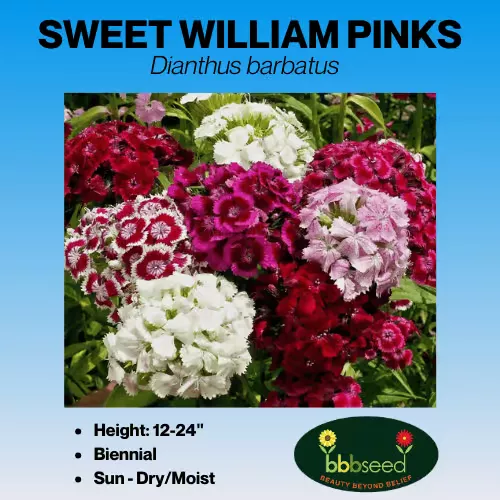 Sweet William Pinks – Dianthus barbatus