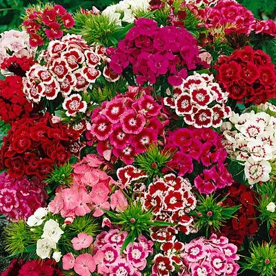 sweet-william-seeds-dianthus Sweet William Seeds (Dianthus)