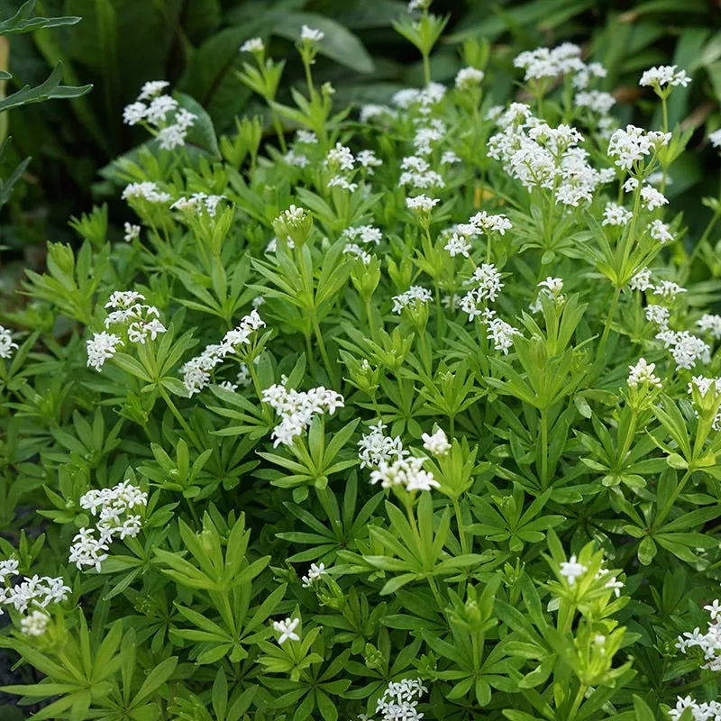 sweet-woodruff-galium Sweet Woodruff (Galium)
