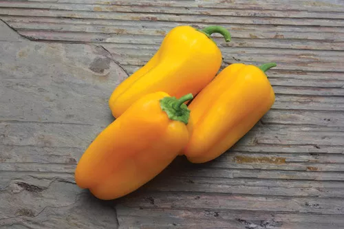Sweet Yellow Mini Bellpepper