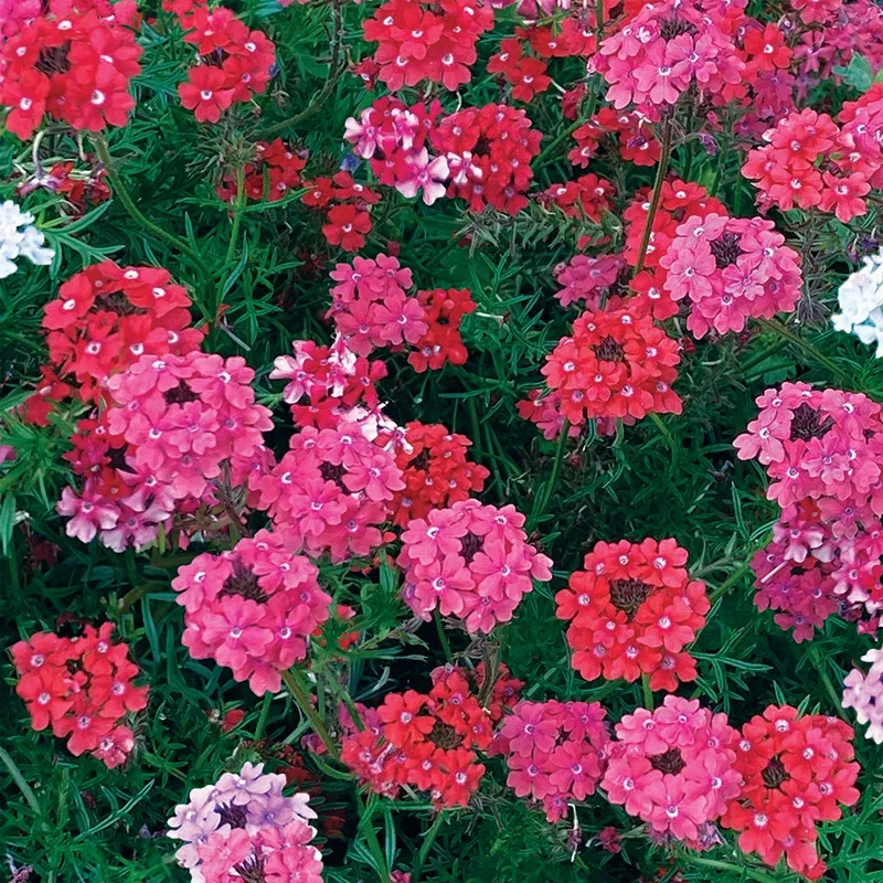 sweetheart-kisses-moss-verbena-seeds Sweetheart Kisses Moss Verbena Seeds