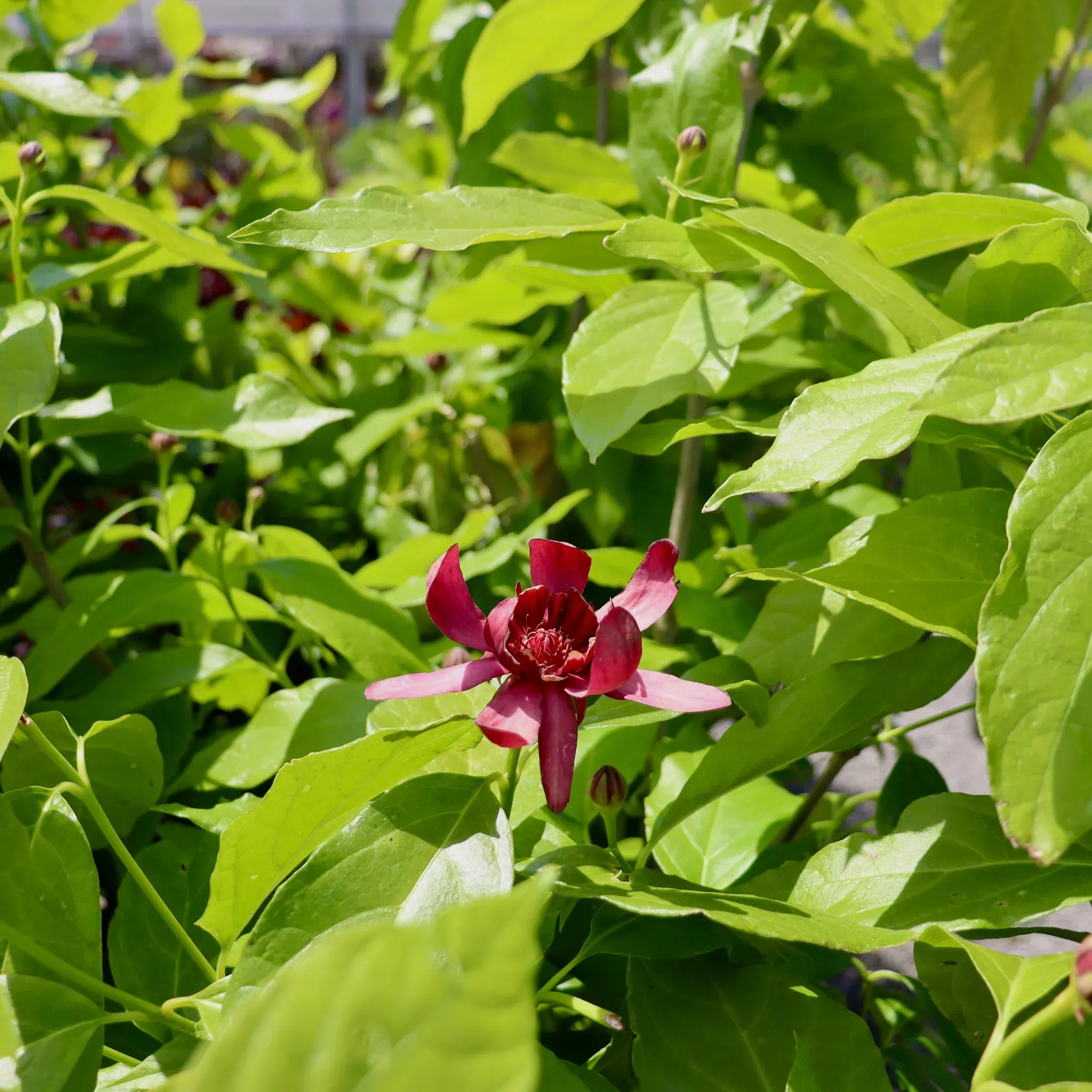 sweetshrub Sweetshrub
