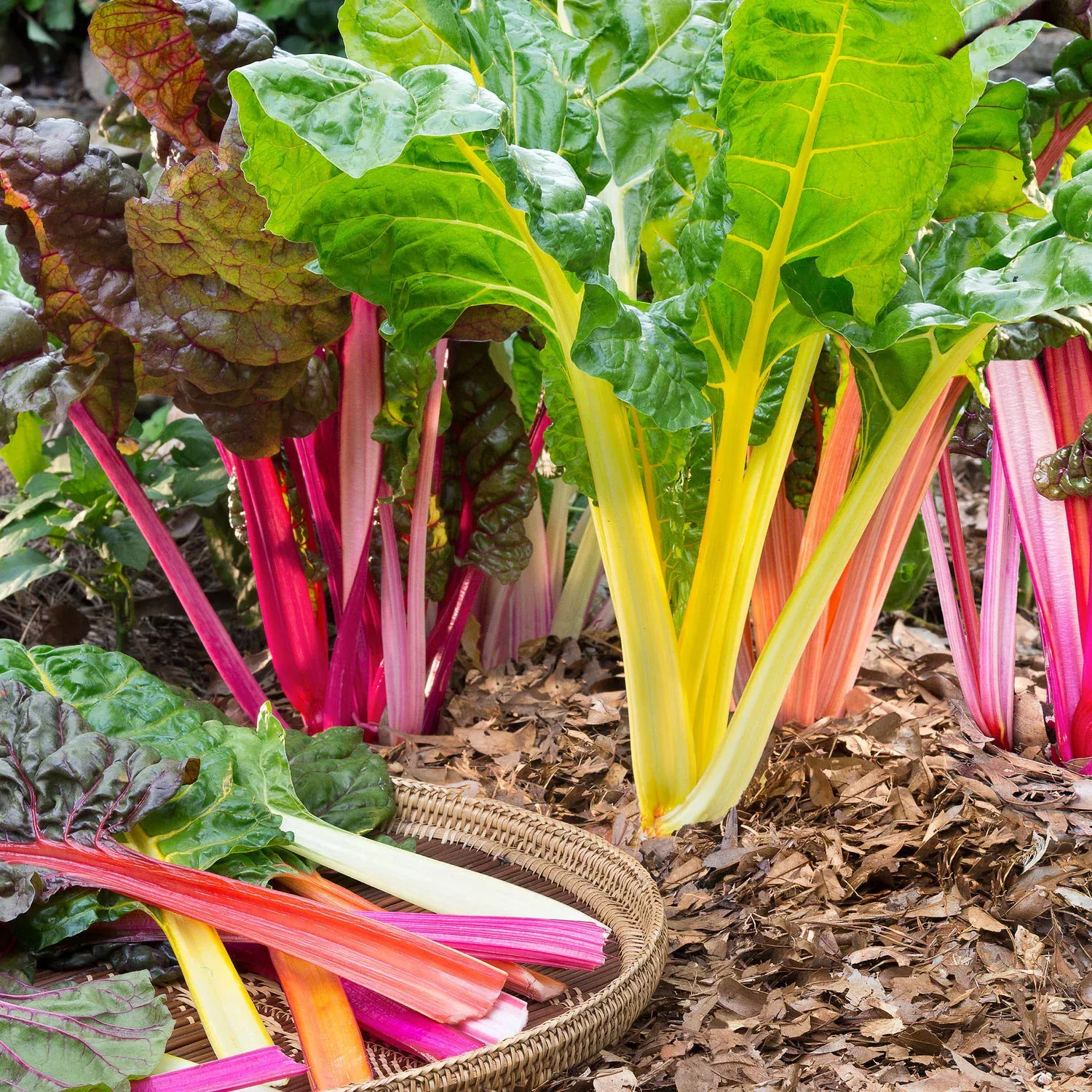 swiss-chard-2-pack Swiss Chard (2 Pack)