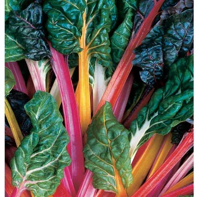 Swiss Chard 'Bright Lights'