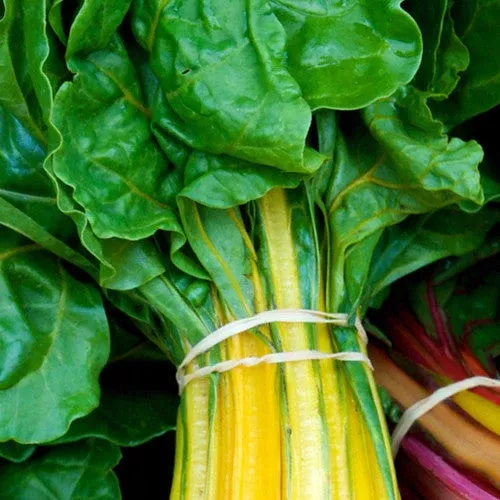 swiss-chard-canary-yellow-seeds Swiss Chard - Canary Yellow seeds