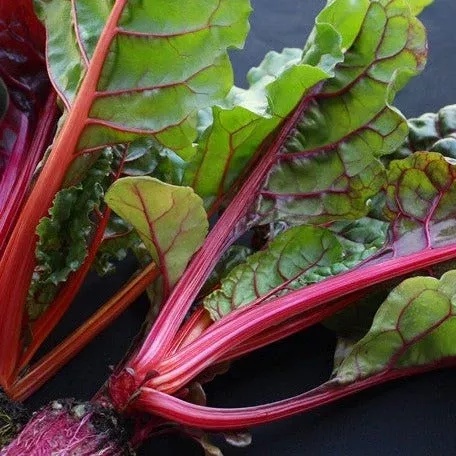swiss-chard-magenta-sunset-seeds Swiss Chard - Magenta Sunset seeds