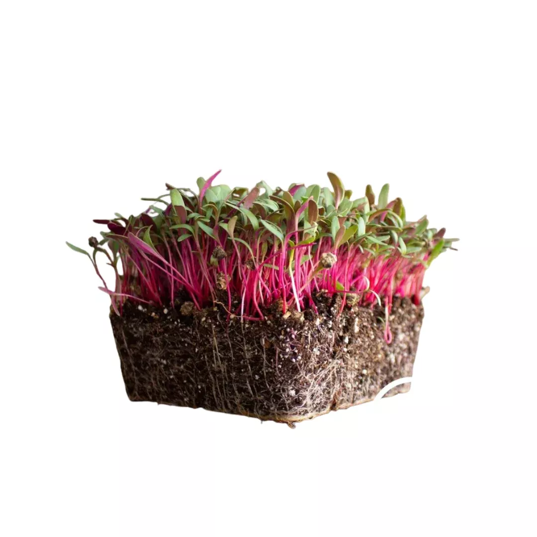 swiss-chard-microgreen-seeds-west-coast-seeds Swiss Chard Microgreen Seeds | West Coast Seeds