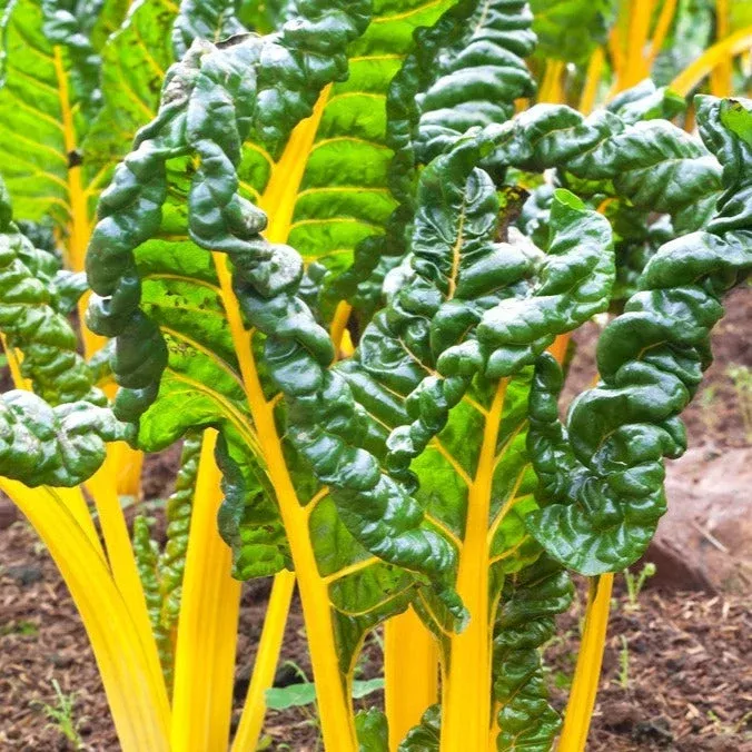 swiss-chard-orange-seeds Swiss Chard - Orange seeds