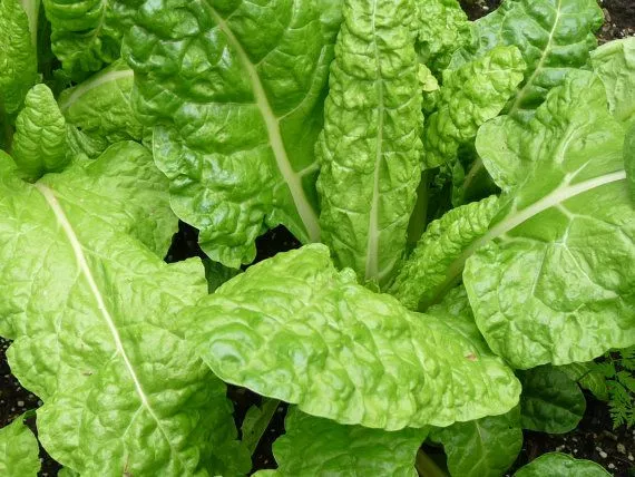 swiss-chard-seafoam Swiss Chard 'Seafoam'