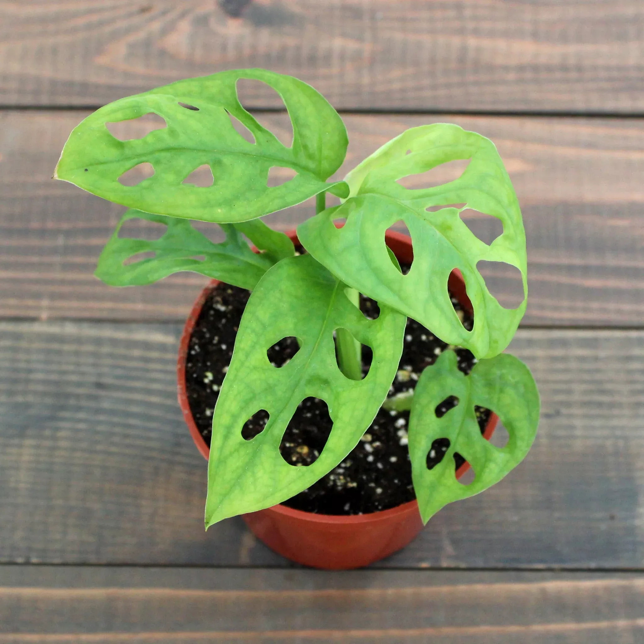 swiss-cheese-monstera Swiss Cheese Monstera