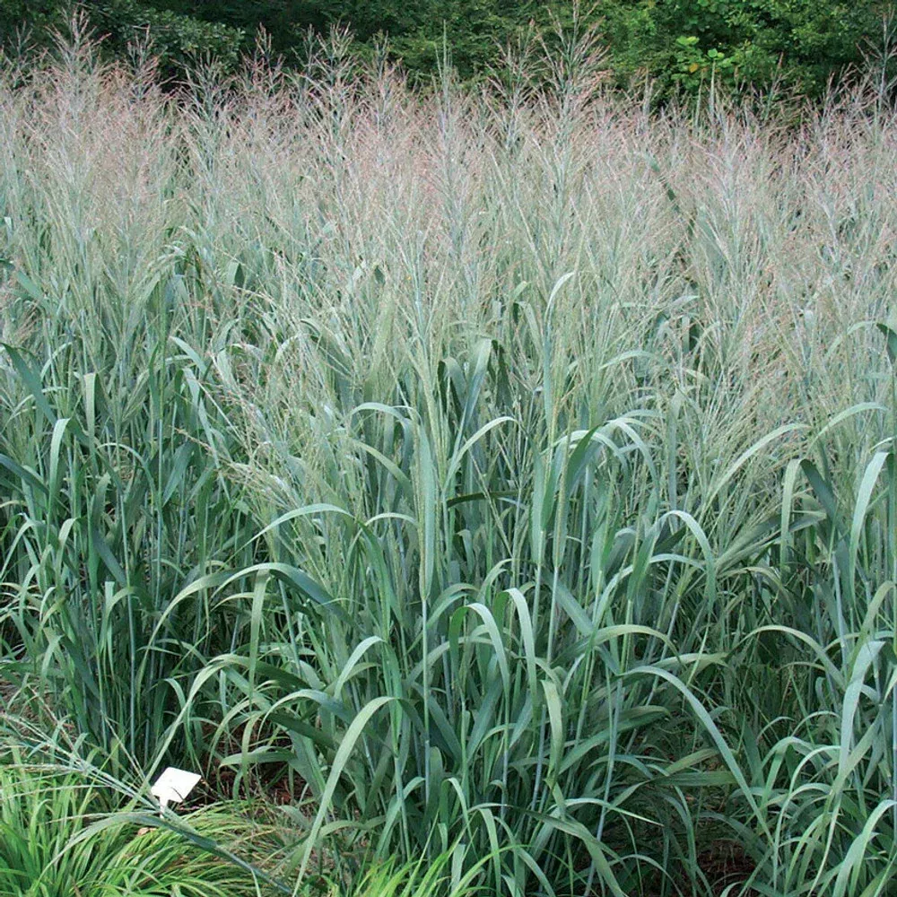 Switchgrass 'Dallas Blue'
