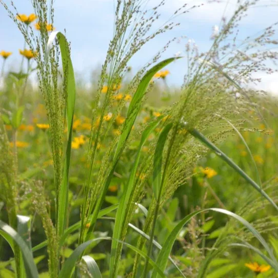 switchgrass-panicum-virgatum Switchgrass (Panicum virgatum)