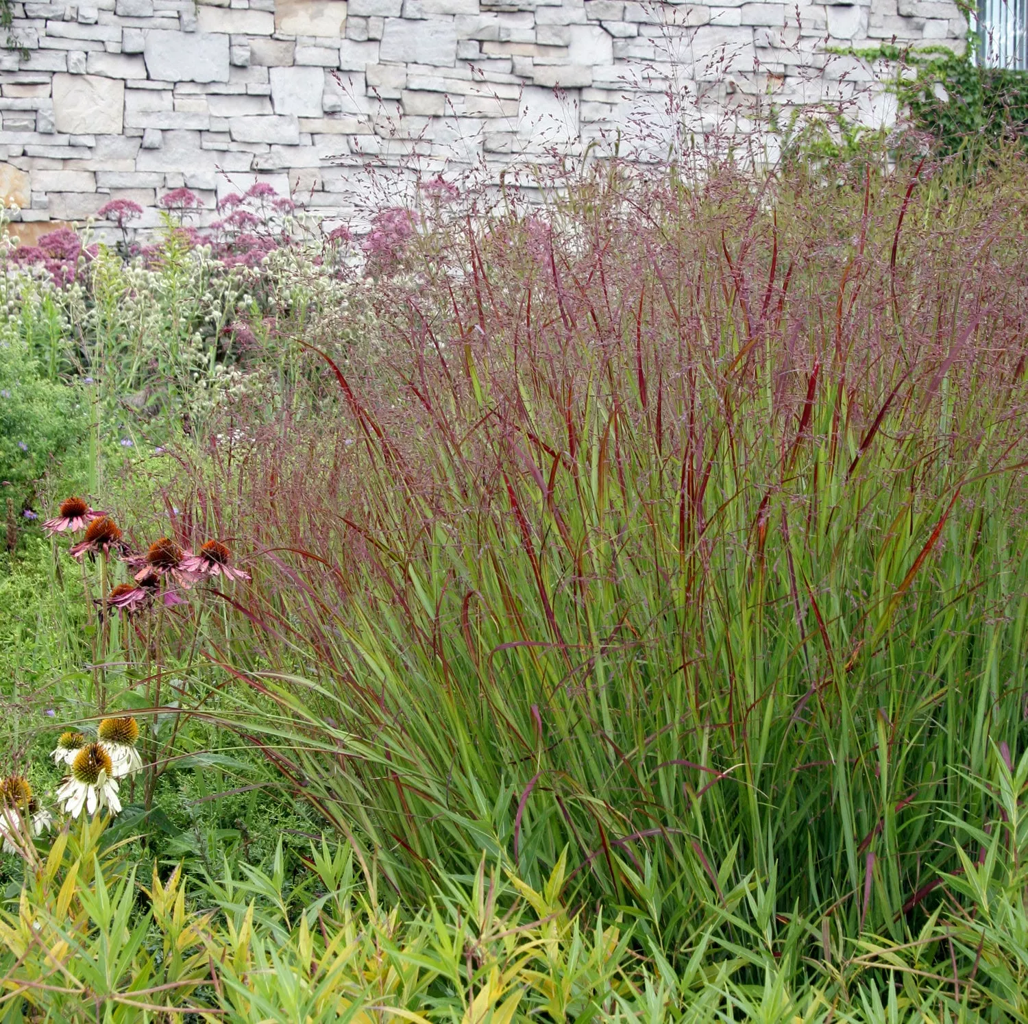 switchgrass-ruby-ribbons Switchgrass 'Ruby Ribbons'