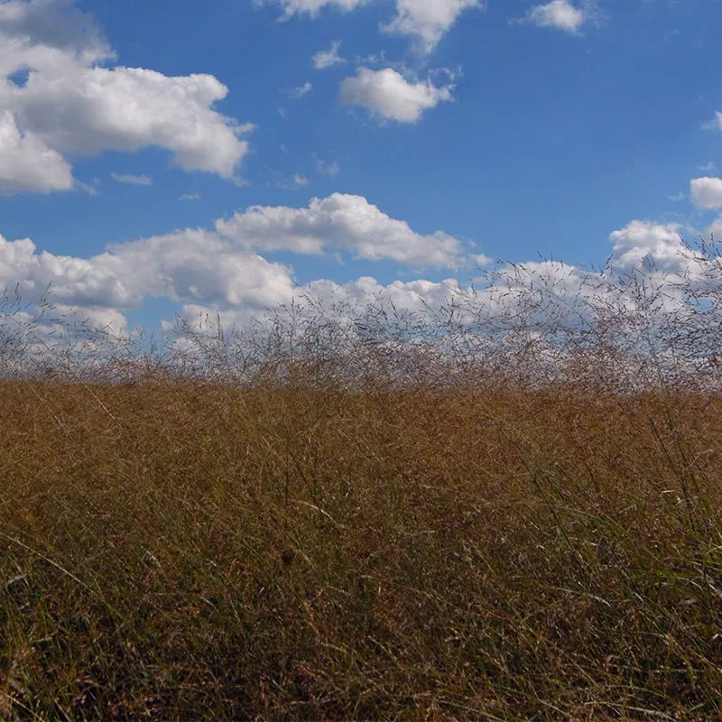 switchgrass-shelter-seeds Switchgrass Shelter Seeds