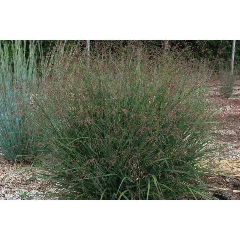 switchgrass-tumbleweed Switchgrass 'Tumbleweed'