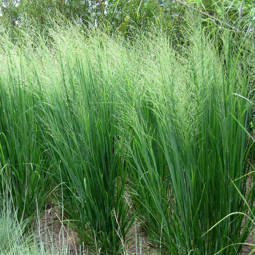 switchgrass Switchgrass
