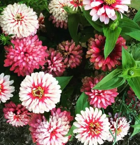 swizzle-zinnia-mix Swizzle Zinnia Mix