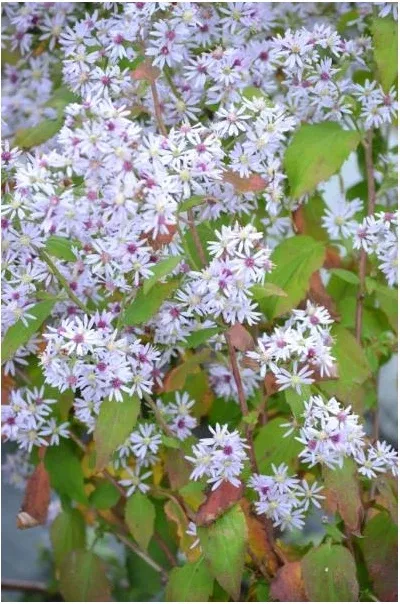 Symphyotrichum cordifolium Heart Leaved Aster