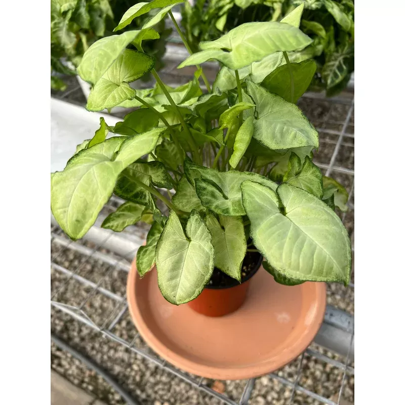 syngonium-pixie Syngonium 'Pixie'