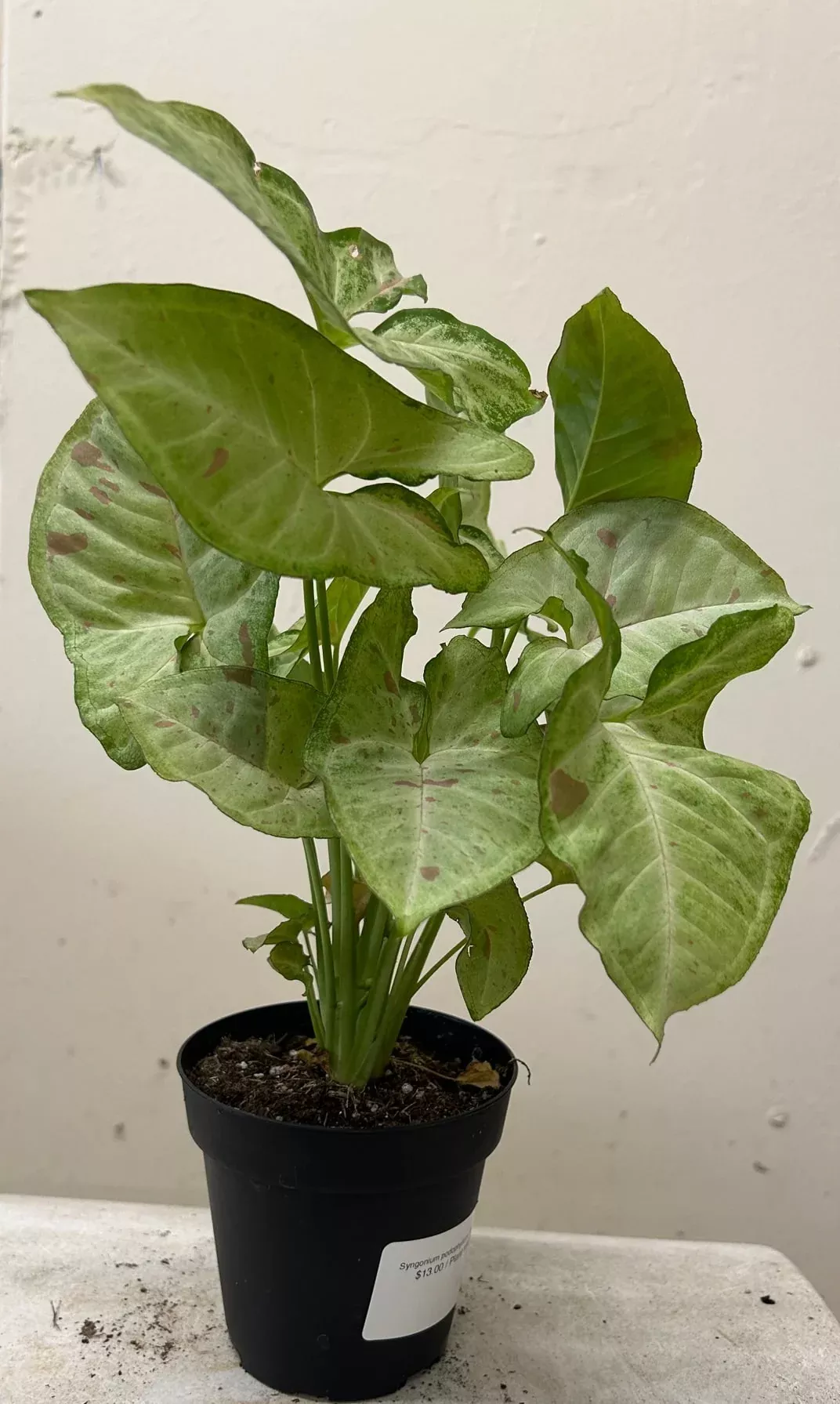 Syngonium podophyllum 'Confetti'