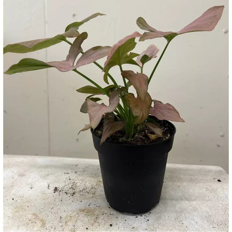 Syngonium podophyllum 'Strawberry Cream'