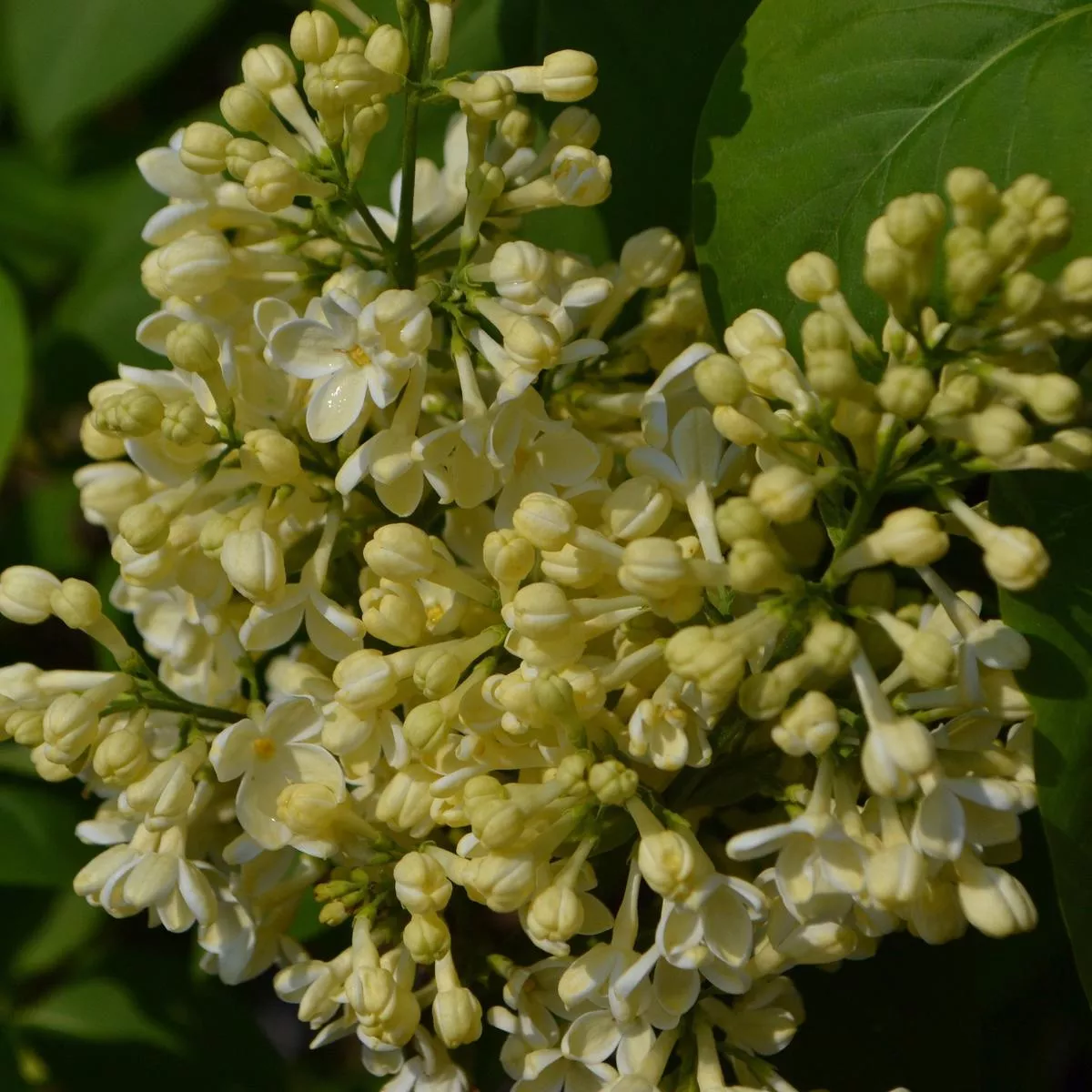 Syringa vulgaris ‘Primrose’ 3L